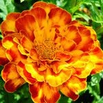 Tagetes erecta 花