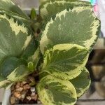 Peperomia obtusifolia Yaprak