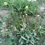 Rapistrum rugosum موطن