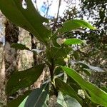 Hedyosmum bonplandianum Blatt