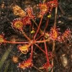 Drosera rotundifoliaFlower