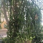Euphorbia × curvirama
