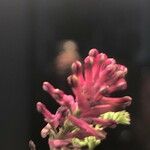 Fumaria densiflora Цвят
