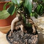 Ficus benjamina Habitus