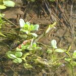 Veronica beccabunga Habit