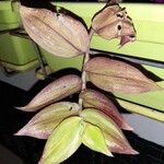 Tradescantia zebrina List