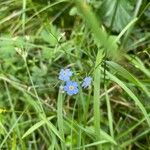 Myosotis scorpioides Žiedas