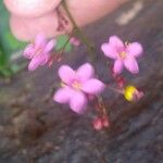 Talinum paniculatum Çiçek