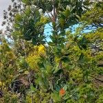 Eucryphia cordifolia Habitat