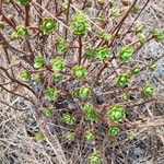 Aeonium spathulatum Levél