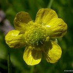 Ranunculus alismifolius 花