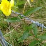 Oenothera biennis Λουλούδι