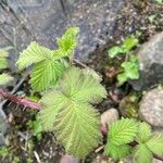 Rubus camptostachys Folha