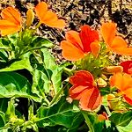 Crossandra fruticulosa Flor