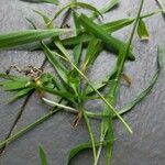 Pennisetum clandestinum Leaf