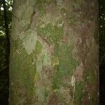 Chaetocarpus schomburgkianus Corteza