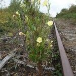 Oenothera subterminalis Flower