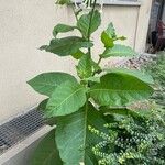 Nicotiana sylvestris Lapas