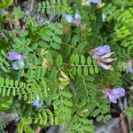 Vicia americana Hoja