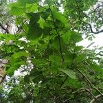 Paulownia fortunei Leaf