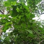 Paulownia fortunei Blad