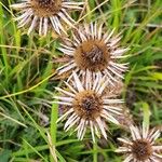 Carlina vulgaris 花