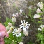 Silene vulgarisFlower