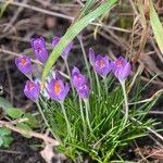 Crocus tommasinianusKvět