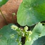 Hydrocotyle bonariensis Floare