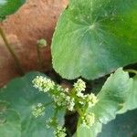 Hydrocotyle bonariensis Λουλούδι