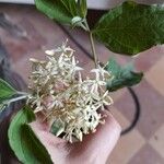 Cornus sericea Fleur