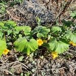 Cucurbita maxima 整株植物