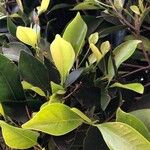 Cleyera japonica Folha