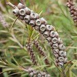 Melaleuca rugulosa Fruit