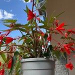 Begonia boliviensis Цветок