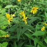 Helianthus divaricatusЦветок