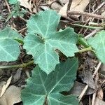 Cissus trifoliata Leaf