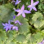 Campanula garganica Flor
