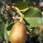 Prunus ilicifolia Frukto