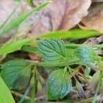 Clinopodium nepeta Blad