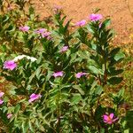 Catharanthus roseus Vivejo