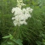 Filipendula ulmariaফুল