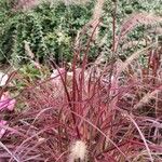 Pennisetum setaceum Hábitos