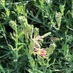 Oenothera suffrutescens Flor