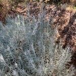 Helichrysum italicum Blatt