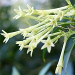 Cestrum parqui Flower