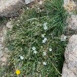 Cerastium soleirolii 整株植物