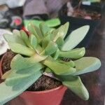 Cheiridopsis denticulata Hoja