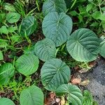 Decalobanthus peltatus Leaf