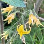 Solanum lycopersicum फूल